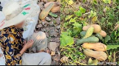 偷南瓜最新爆料新闻,揭秘幕后真相与嫌疑人动向