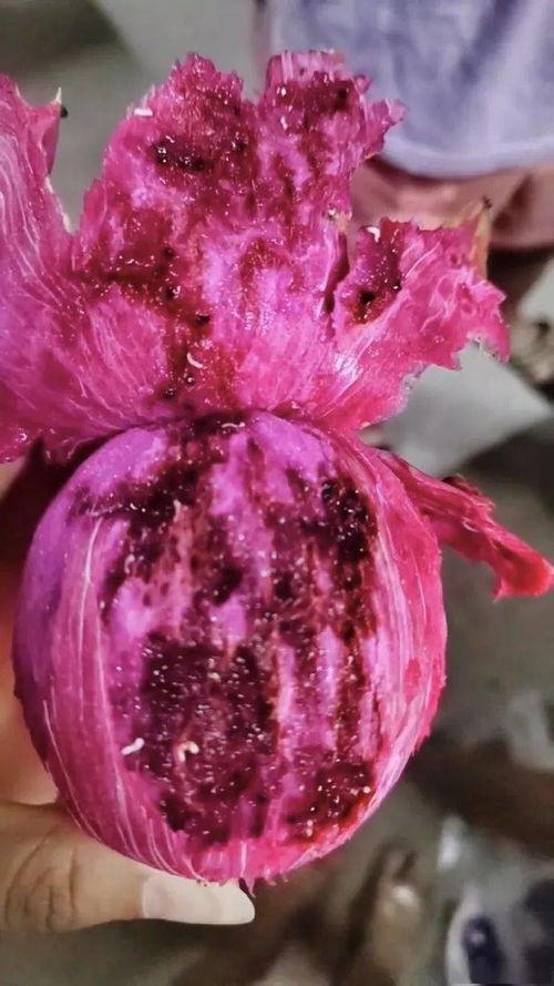 小火龙果爆料视频大全最新